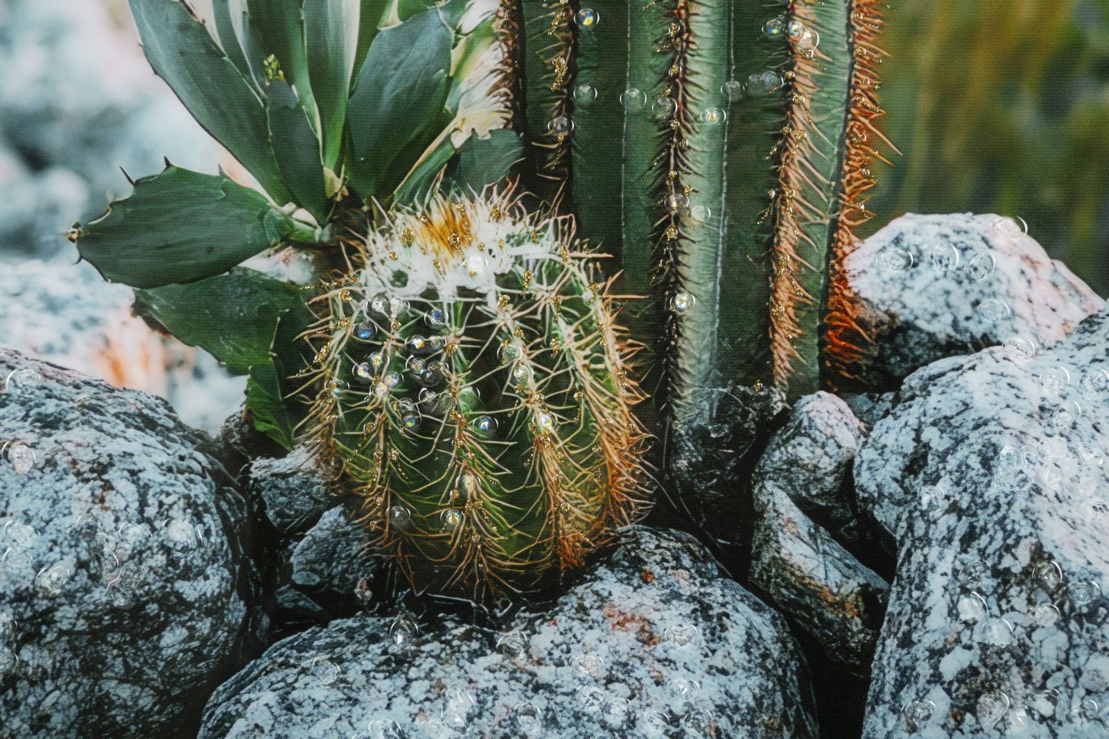 LACQUERED CANVAS PRINT WITH FRAME CACTUS -H- CM 60X4X90_x000D_
