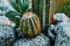LACQUERED CANVAS PRINT WITH FRAME CACTUS -H- CM 60X4X90_x000D_
