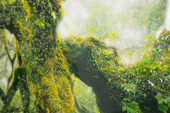 PRINT ON CANVAS LACQUERED WITH FRAME FOREST CM 90X4X60_x000D_
