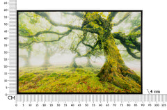 PRINT ON CANVAS LACQUERED WITH FRAME FOREST CM 90X4X60_x000D_
